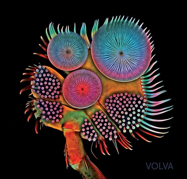 Echolot - Volva (LP)