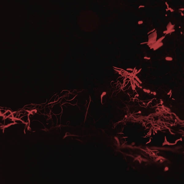 Svarte Greiner - Moss Garden (CD) (Limited Edition)