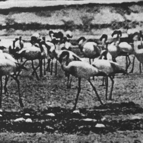 Kellarissa - Flamingo (CD)