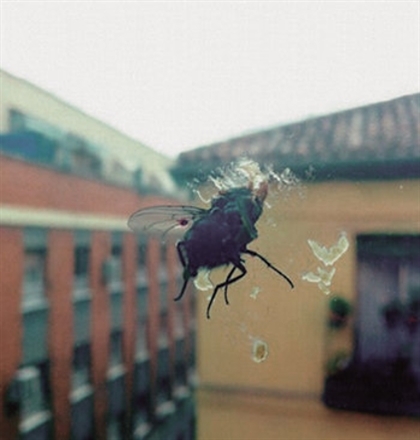 Biznaga - Gran Pantalla (CD)