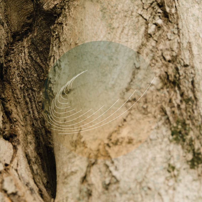 Field Works - Maples, Ash, And Oaks: Cedars Instrumentals (LP) (Coloured Vinyl) (Limited Edition)