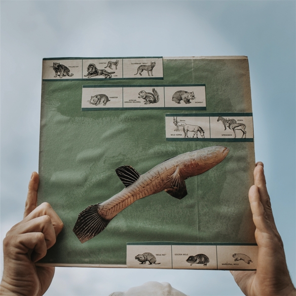 Cotton Jones - The River Strumming (LP) (Limited Edition)