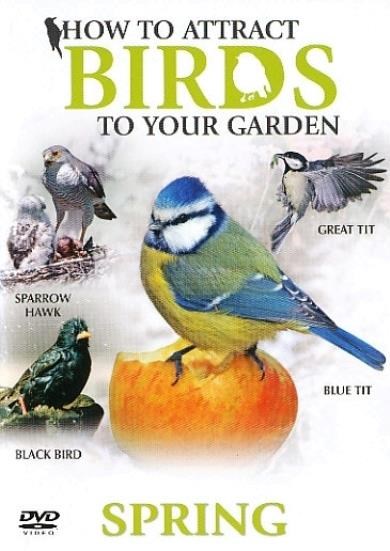 How to attract birds - Spring