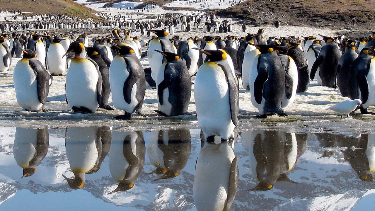 BBC Earth - Life (Blu-ray)