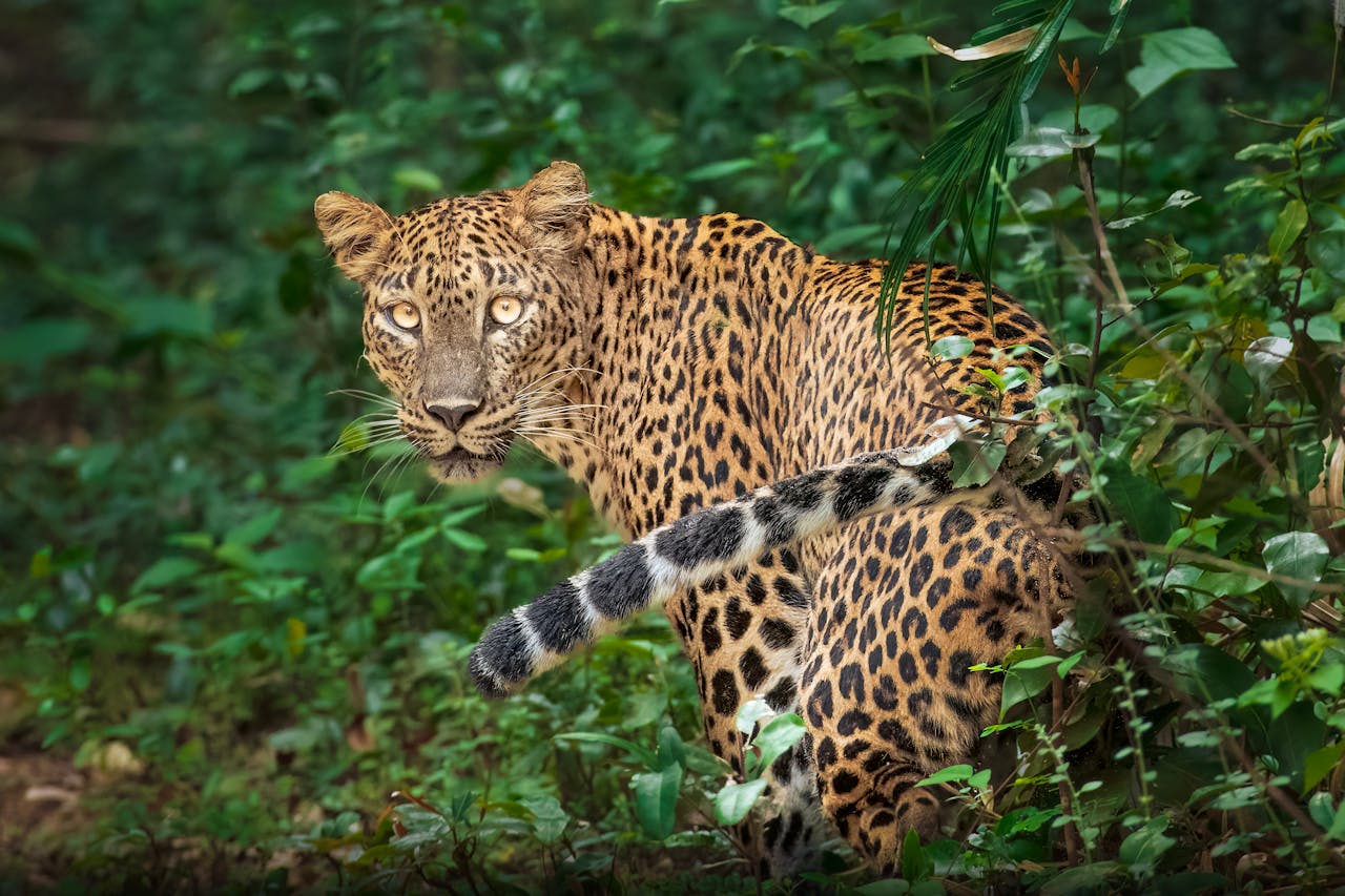 Leopard, der direkt in die Kamera schaut, in seinem natürlichen Lebensraum