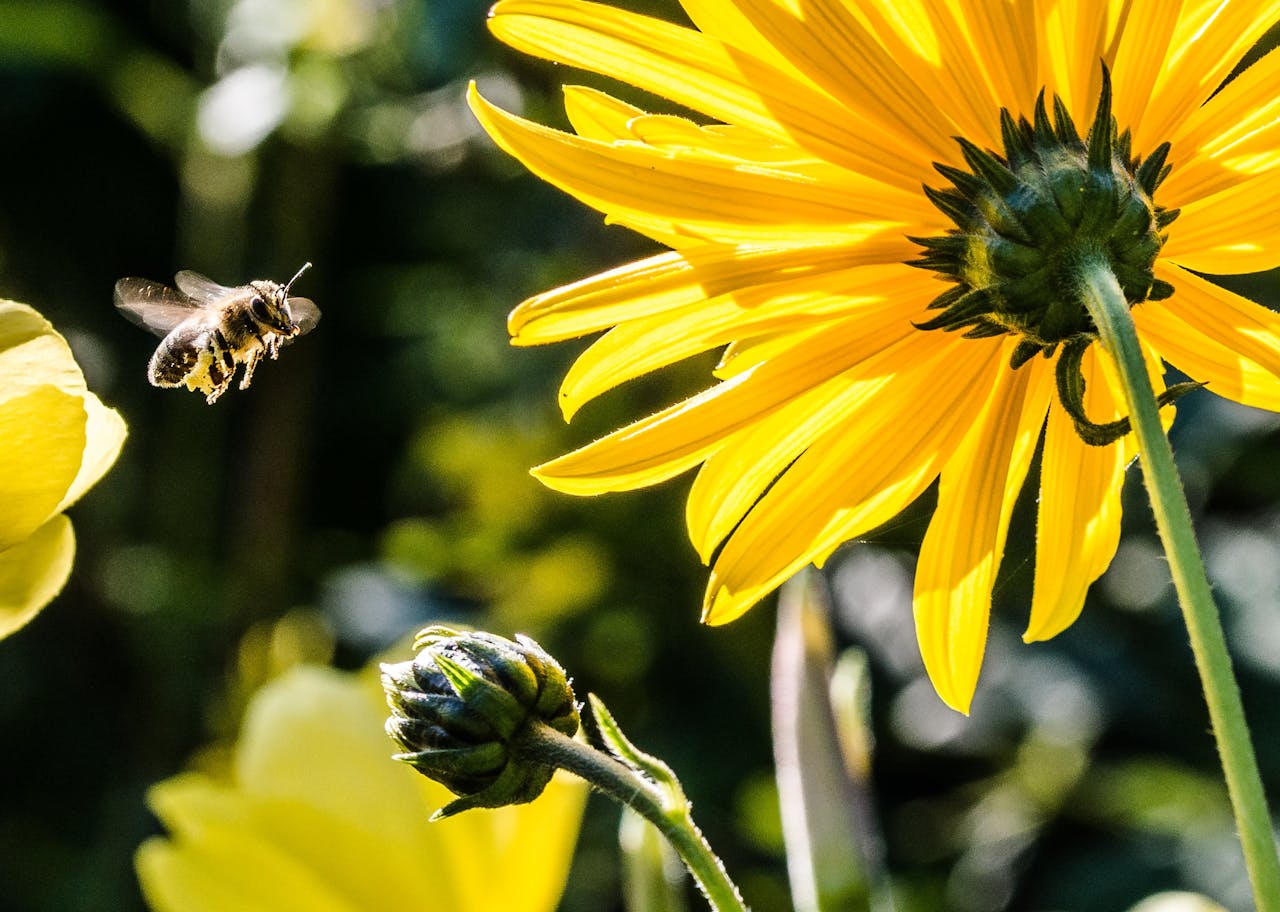 Draußen podcasten mit Bienen und Brennnesseln