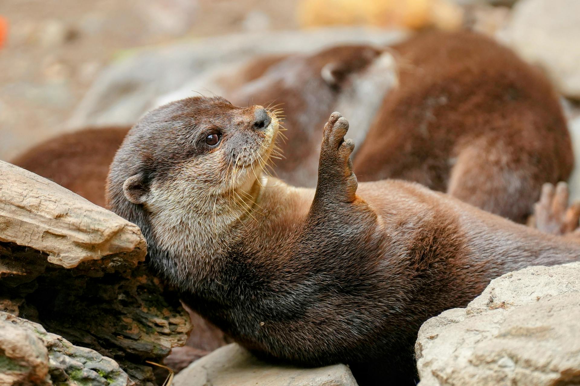 Auf gefährlicher Reise durchs 'Otterland'
