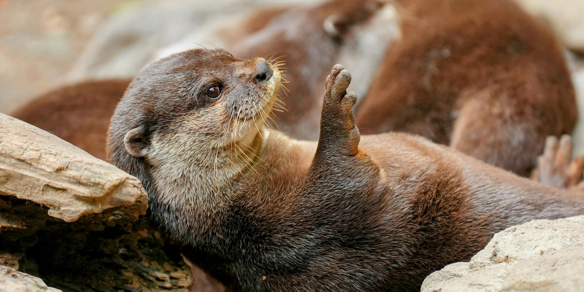 Auf gefährlicher Reise durchs 'Otterland'