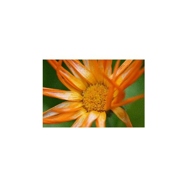 Benutzerfoto bussard