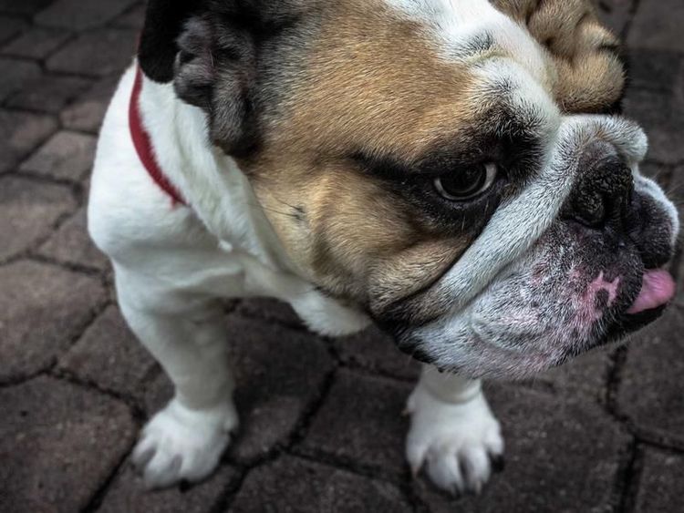 Basketbalclinic met Rayan