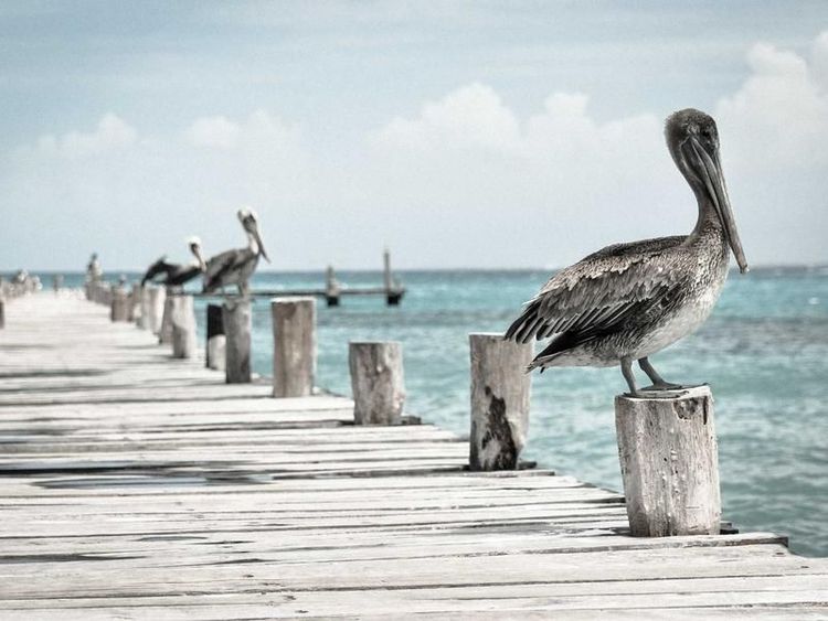 Pizzaworkshop met Don