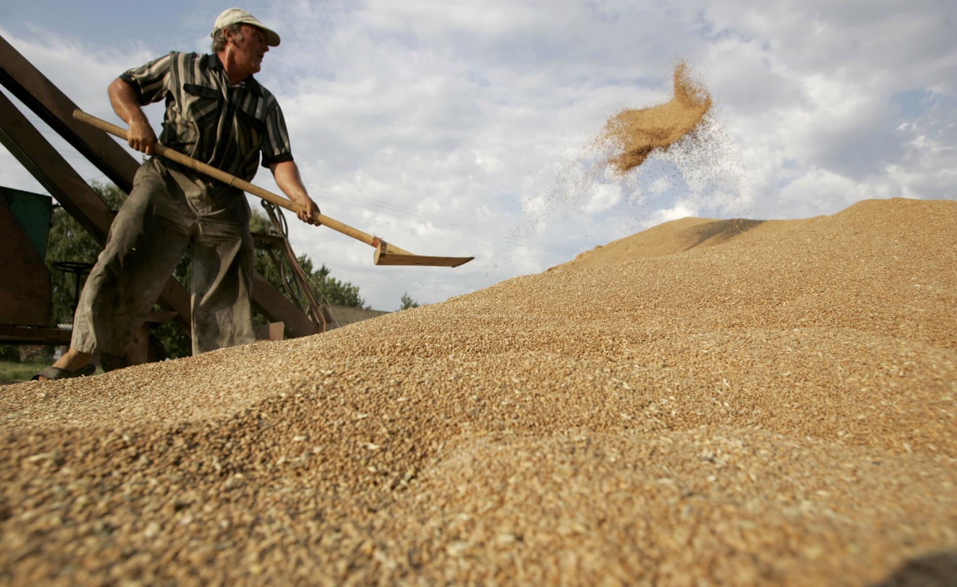 USDA поліпшило прогноз врожаю зернових в Україні до 64,1 млн тонн