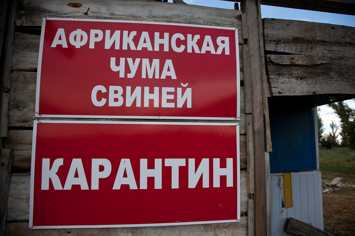 На Харківщині зафіксовано спалах АЧС, оголошений карантин