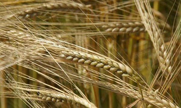 Зібрані перші 2,5 тисячі тонн зернових нового врожаю