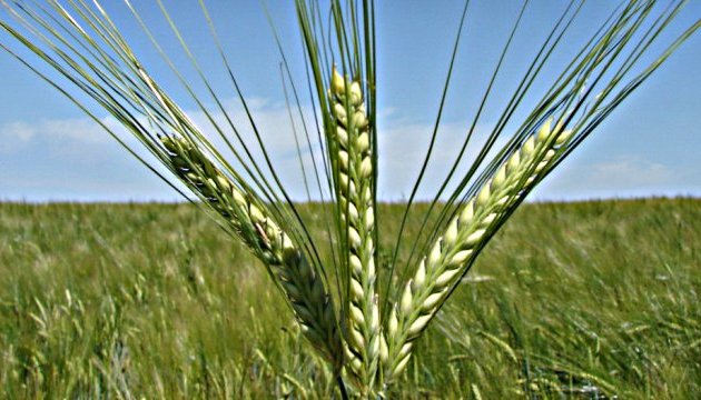 Ціни на український ячмінь сягнули рекордного рівня