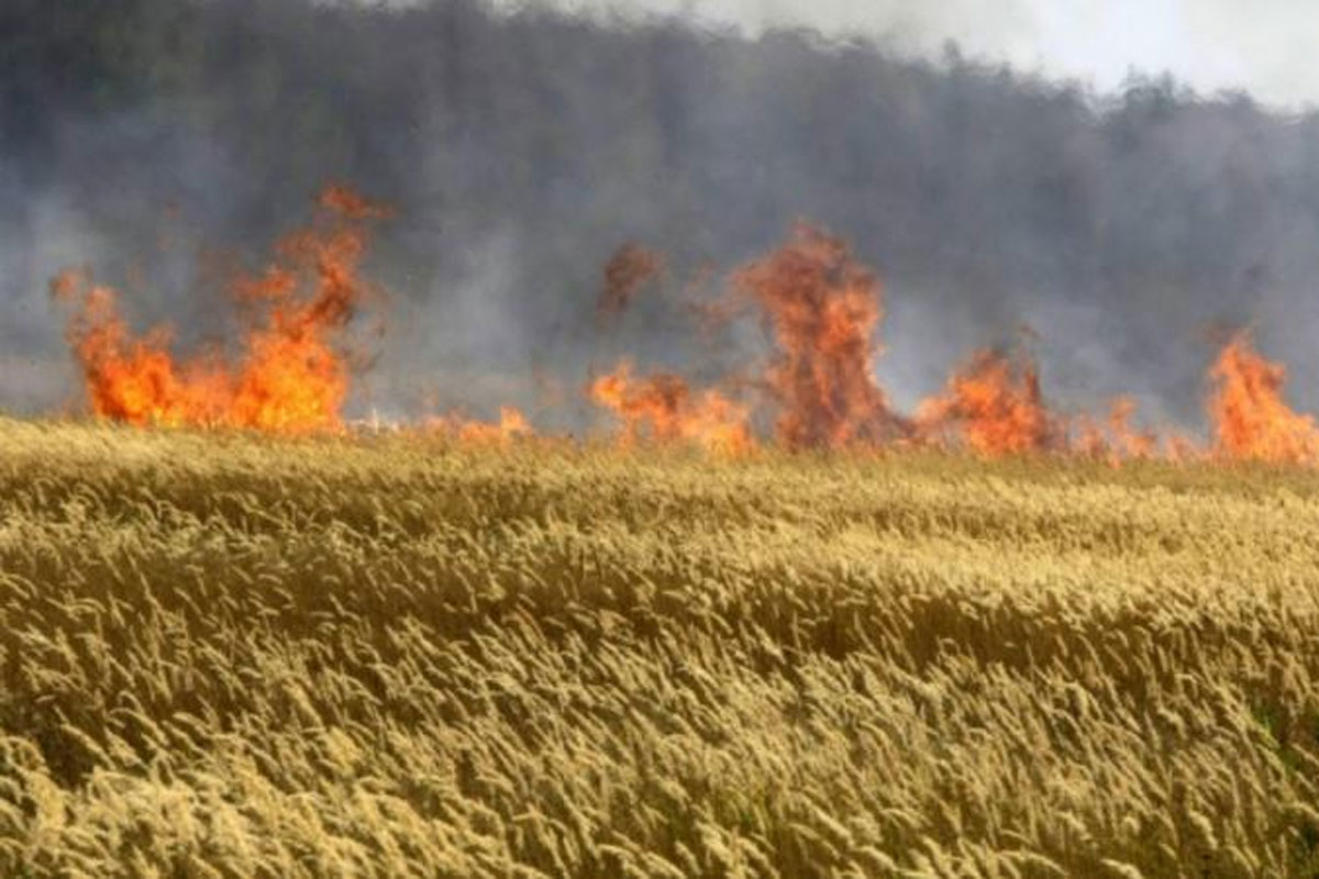 Спалюють врожай у полі. Окупанти застосовують новий вид терору українців