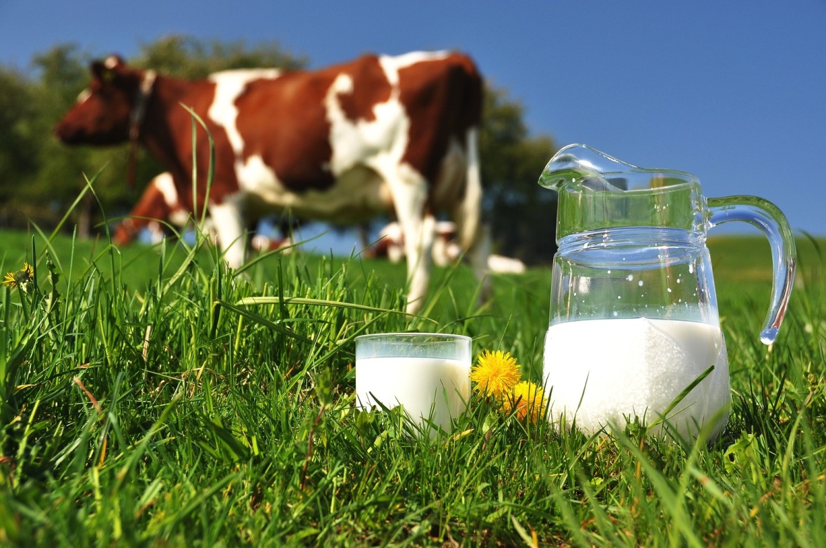 Ukraine is rapidly losing its position as an agrarian nation: farmers are closing their businesses one after another