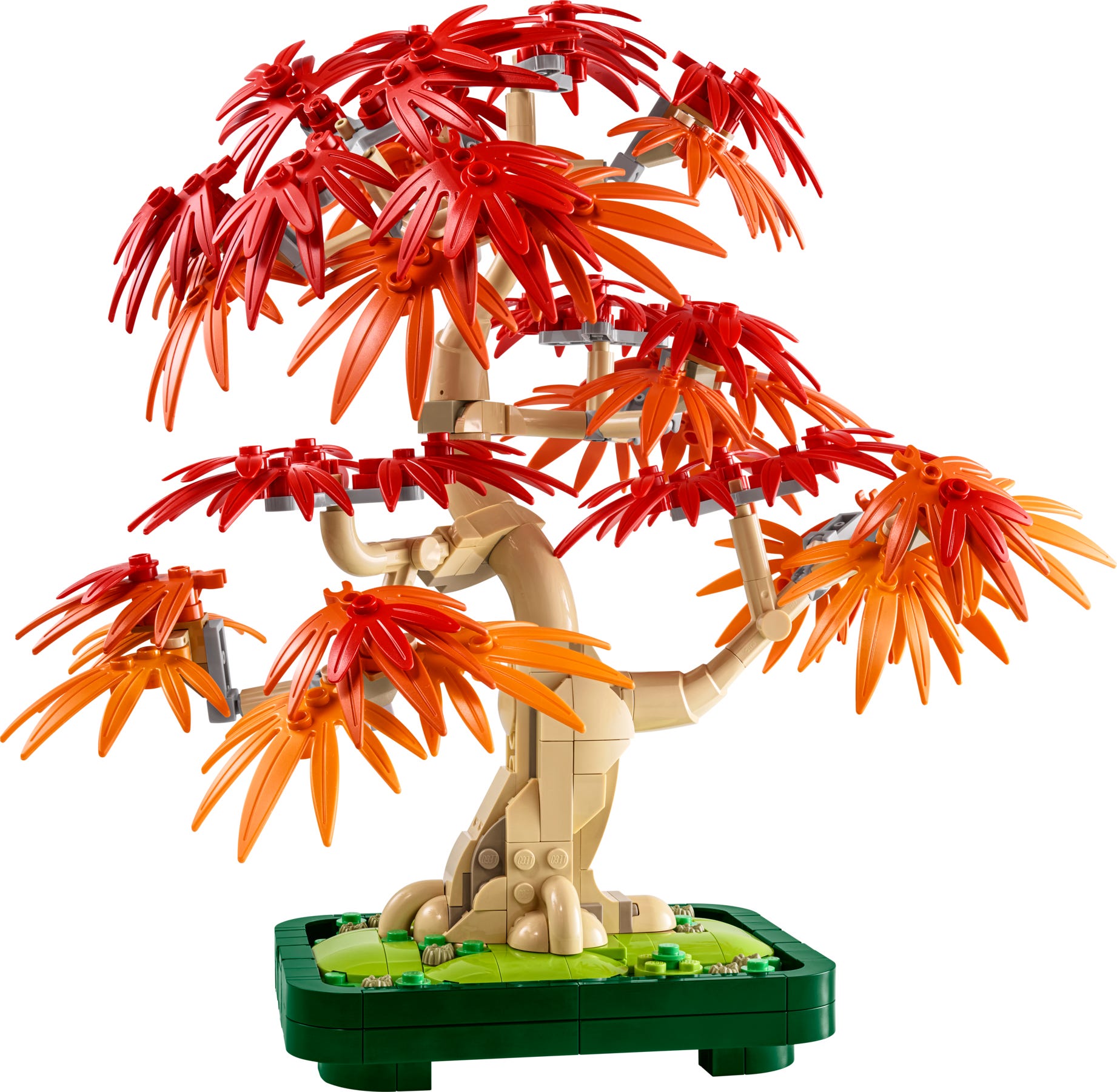 Japanse esdoorn bonsaiboompje