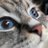 Special Kherson Cat avatar