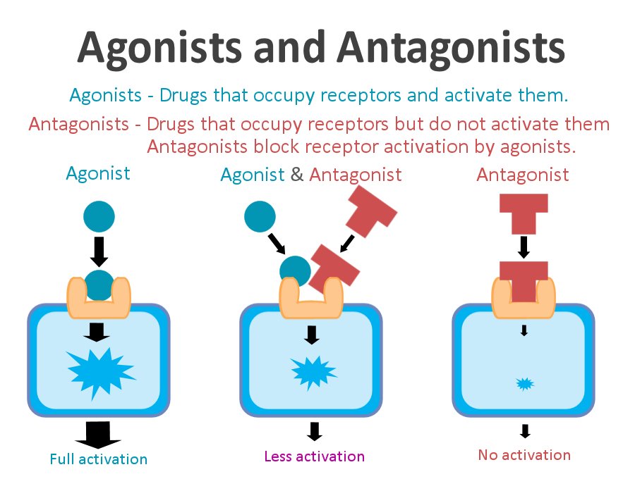117157_Agonists_and_antagonists.jpg