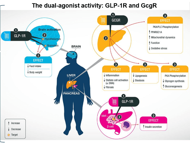 117157_the_dual_agonist_acitivity_GLP_1R_and_GcgR.jpg