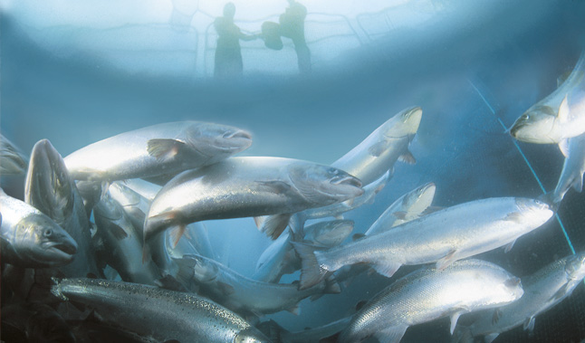 69685_SALMON_MARINE_HARVEST_COM.jpg