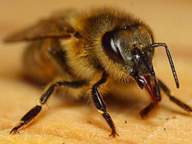 apis