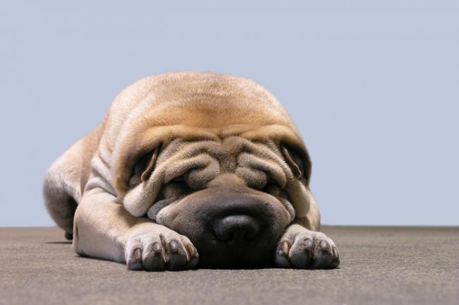 lazydog1973