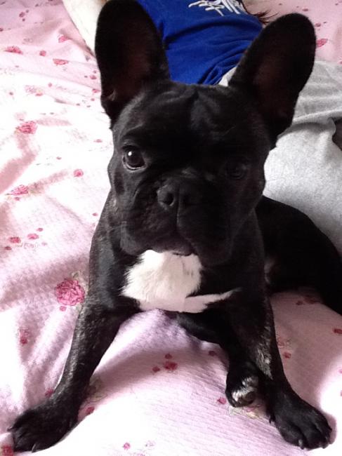 Teddyp