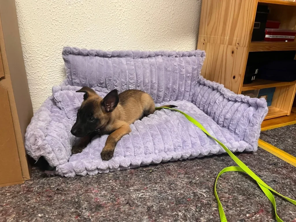 noviclass Sofa dla zwierząt Chaffar