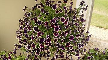 Почему петуния стала топовым запросом в России: причины популярности и поисковые тенденции