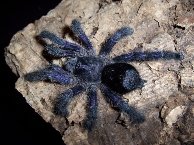 From Desert Discoveries to Corporate Nightmares: Tarantulas Capture U.S. Attention