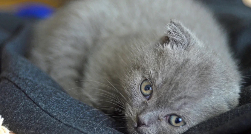 Кошки в России: от утренних будильников до фестивального спасения