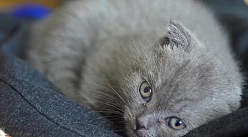 Кошки в России: от утренних будильников до фестивального спасения