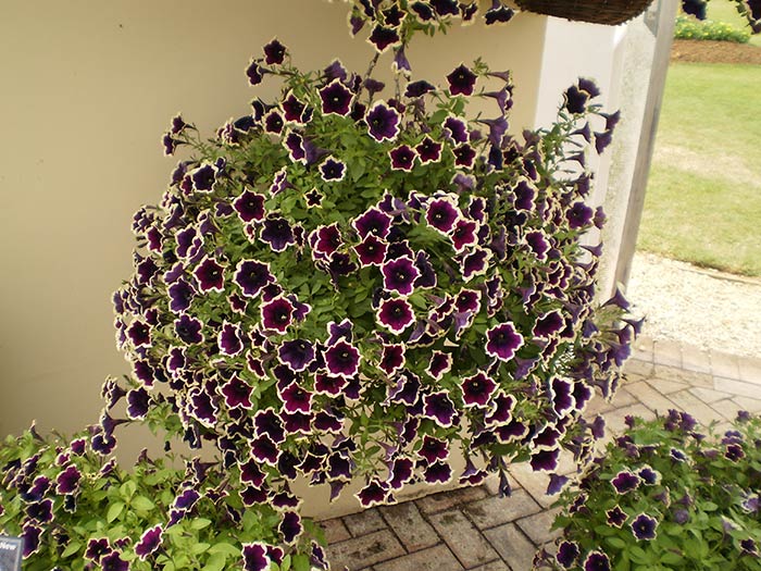 Почему петуния стала топовым запросом в России: причины популярности и поисковые тенденции