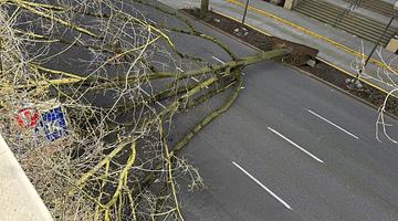 When Trees Turn Deadly: Recent Falls Highlight Growing Risks in the United States