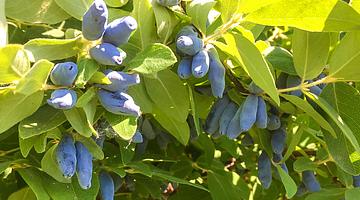 Весенний максимум урожая: как подготовить жимолость к плодоношению в России