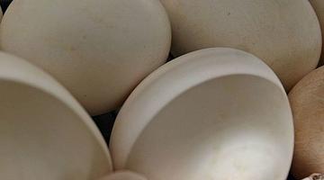 Яйцевая мозаика 2024‑2025: от аукционных рекордов до скрытых антибиотиков