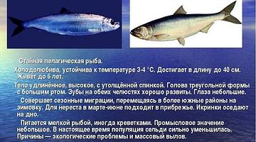 Почему «сельди» стали топовым запросом в России: сезон, новости и кулинария