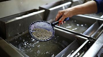 Астраханская область: нападение собак, заморозки и рост экспорта черной икры