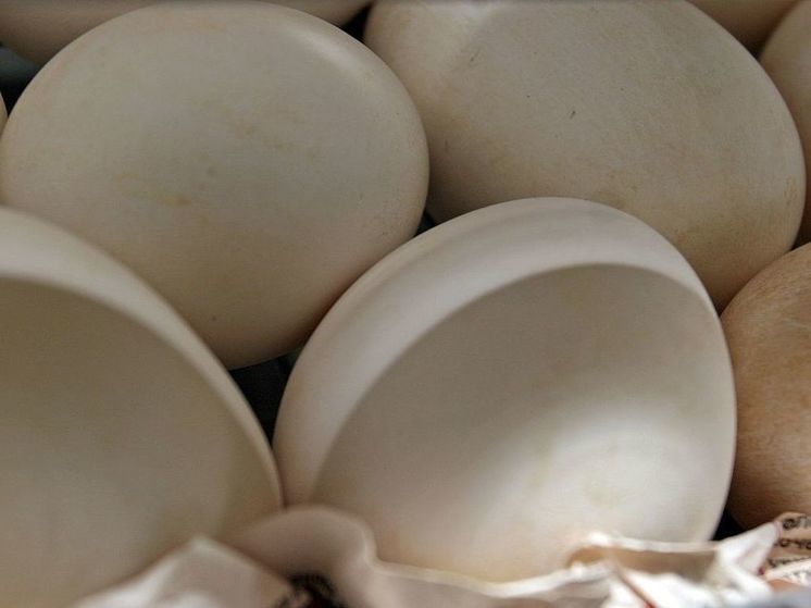 Яйцевая мозаика 2024‑2025: от аукционных рекордов до скрытых антибиотиков