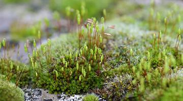 От первых зелёных водорослей к «домашнему аптекарю»: как растения переопределяют русский ландшафт и здоровье