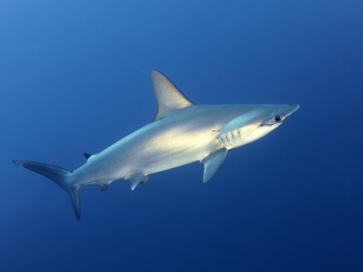 Сельдевой эпидемии на Дальнем Востоке: от «песних шоу» до вопросов безопасности питания