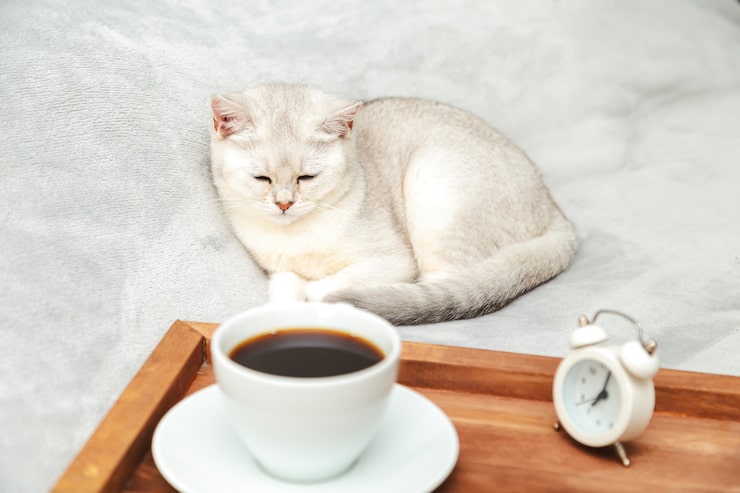 Кошки‑будильники, облизыватели и предвестники: что последние недели рассказали нам о наших питомцах