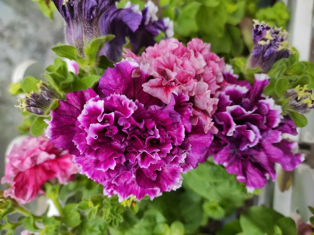 Петунии уходят в тень: новые тенденции садового озеленения в России