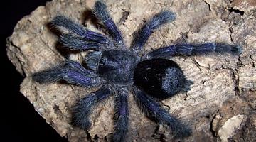 From Desert Discoveries to Corporate Nightmares: Tarantulas Capture U.S. Attention