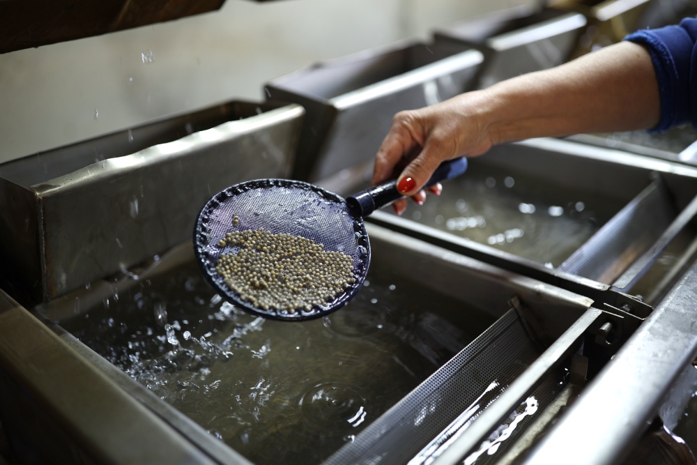 Астраханская область: нападение собак, заморозки и рост экспорта черной икры