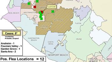 Los Angeles County Faces Record Flea‑Borne Typhus Outbreak