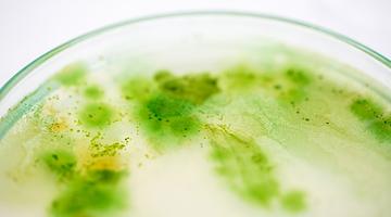 От первых растений до домашних садов: свежие новости ботаники в России