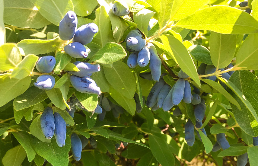 Весенний максимум урожая: как подготовить жимолость к плодоношению в России